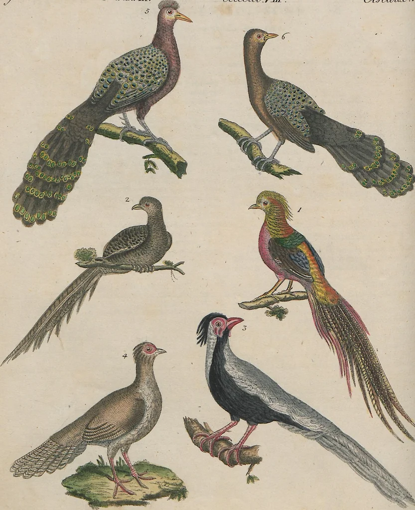 An illustration from (Band 1), 1801, leaf 162