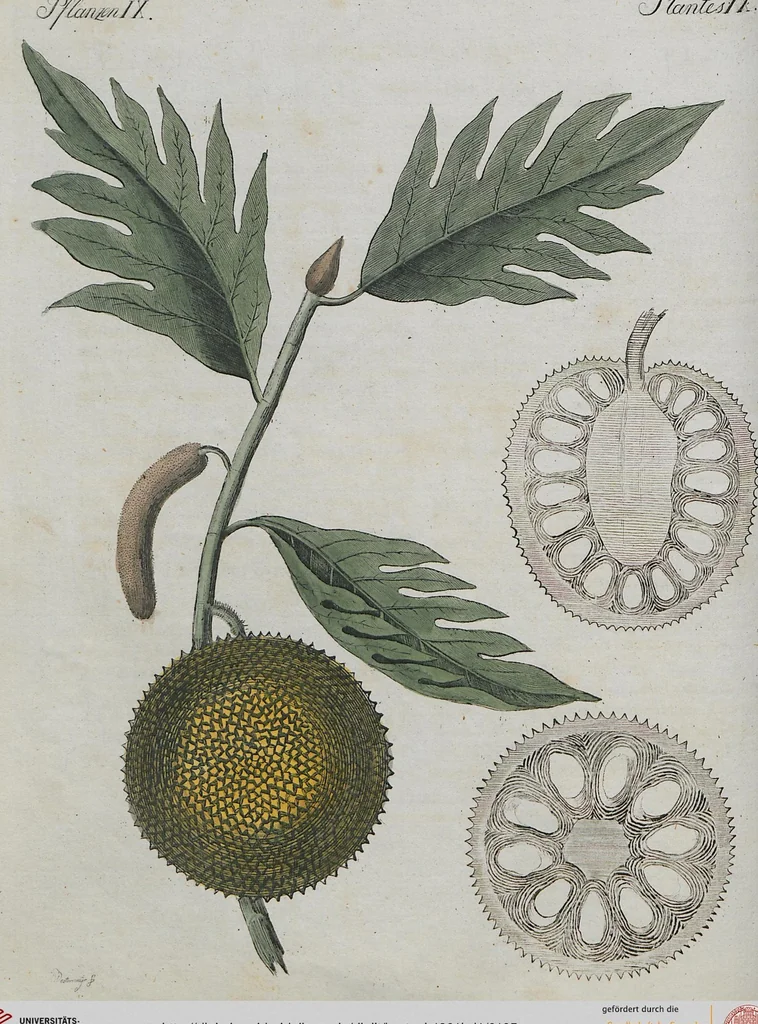 An illustration from (Band 1), 1801, leaf 165