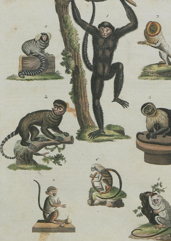 An illustration from (Band 1), 1801, leaf 171