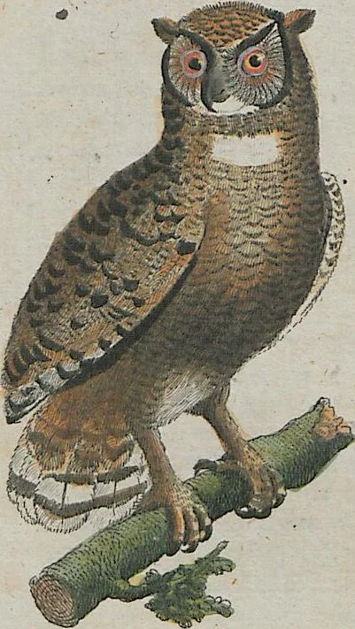 An illustration from (Band 1), 1801, leaf 174