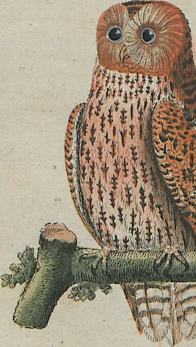 An illustration from (Band 1), 1801, leaf 174