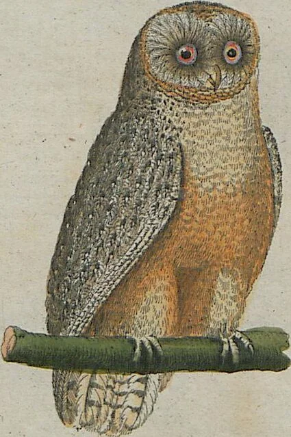 An illustration from (Band 1), 1801, leaf 174