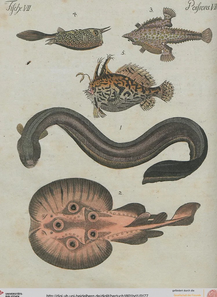 An illustration from (Band 1), 1801, leaf 177