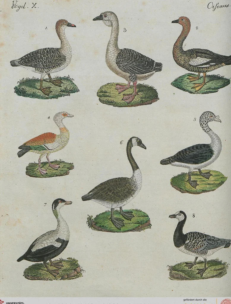An illustration from (Band 1), 1801, leaf 180