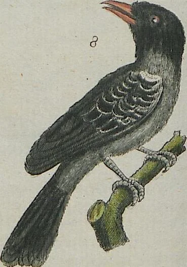 An illustration from (Band 1), 1801, leaf 192