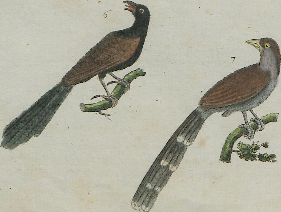 An illustration from (Band 1), 1801, leaf 192