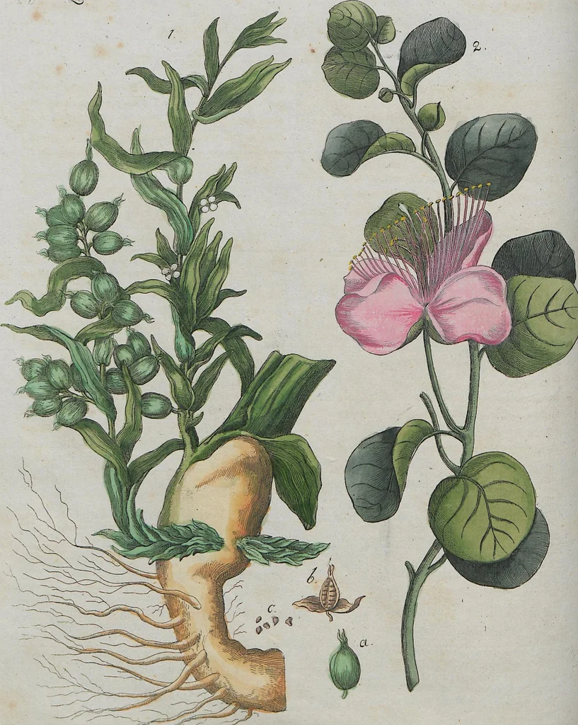 An illustration from (Band 1), 1801, leaf 195
