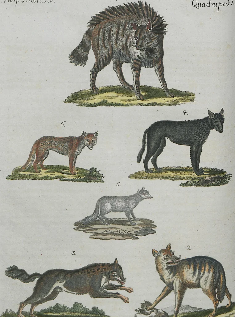 An illustration from (Band 1), 1801, leaf 201