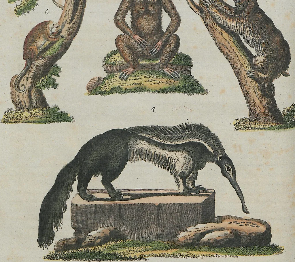 An illustration from (Band 1), 1801, leaf 207