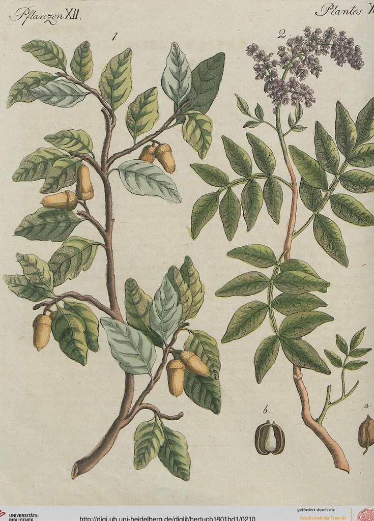 An illustration from (Band 1), 1801, leaf 210