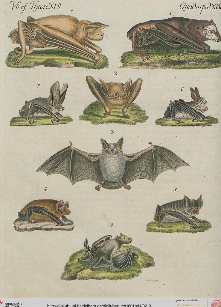 An illustration from (Band 1), 1801, leaf 213