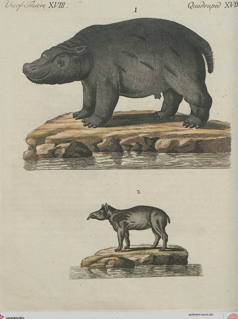 An illustration from (Band 1), 1801, leaf 228