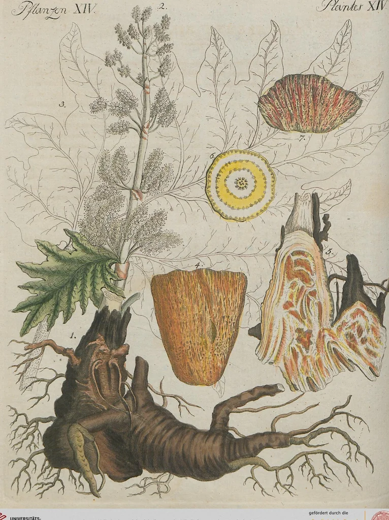 An illustration from (Band 1), 1801, leaf 231