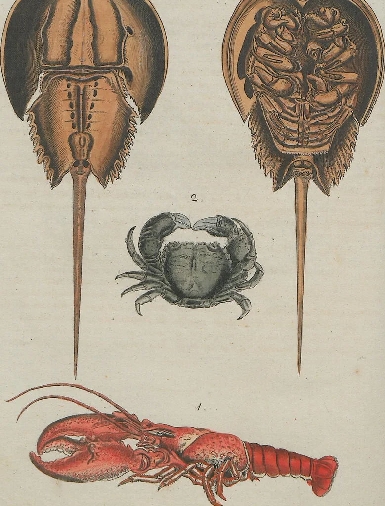 An illustration from (Band 1), 1801, leaf 234