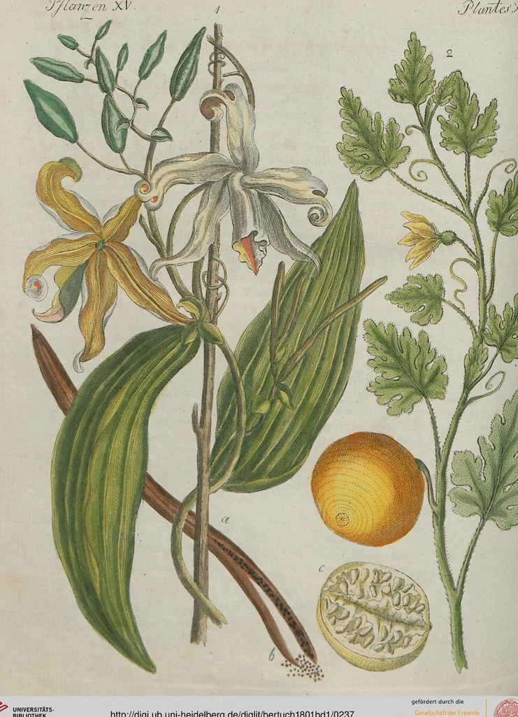 An illustration from (Band 1), 1801, leaf 237