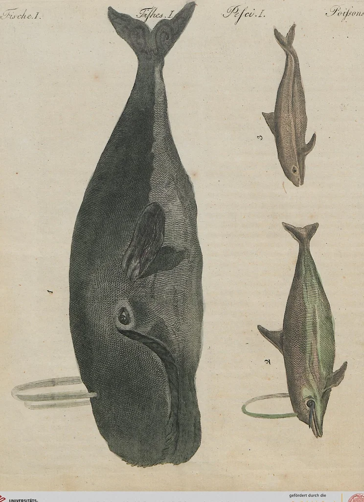 An illustration from (Band 1), 1801, leaf 24