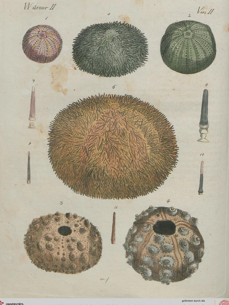 An illustration from (Band 1), 1801, leaf 261