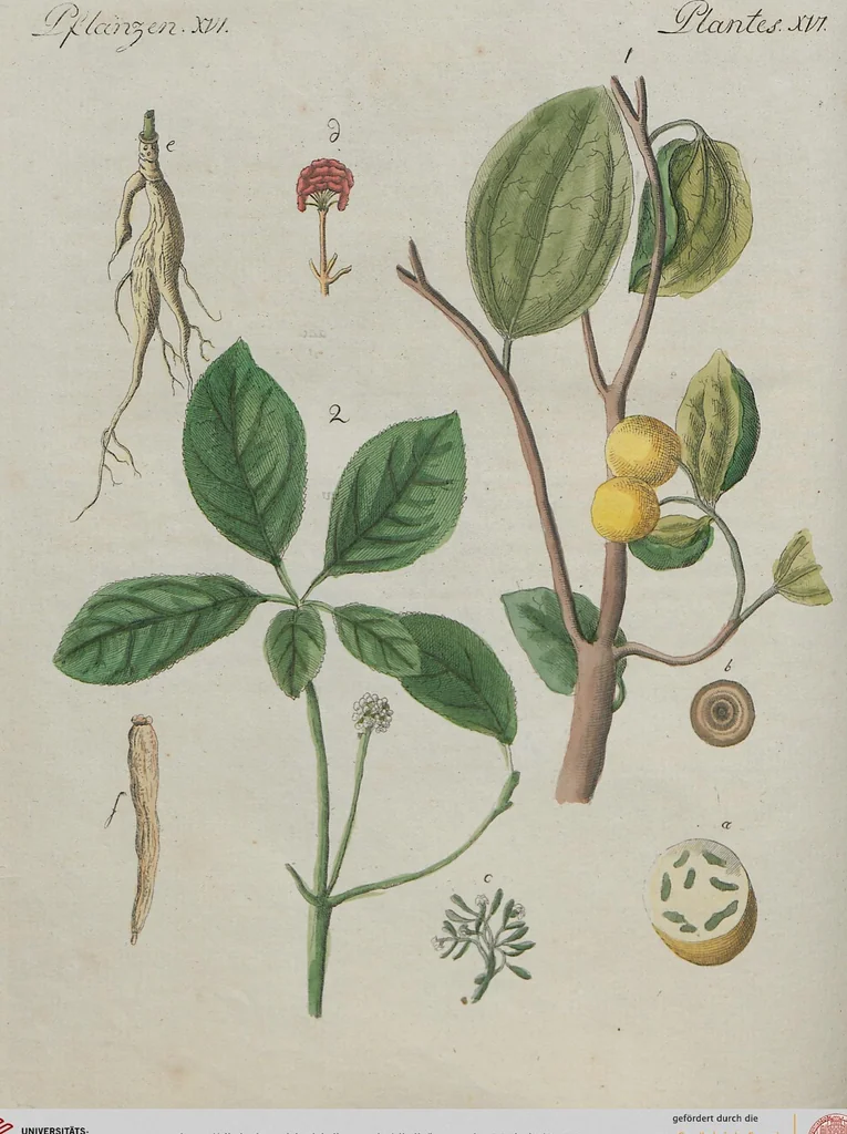 An illustration from (Band 1), 1801, leaf 264