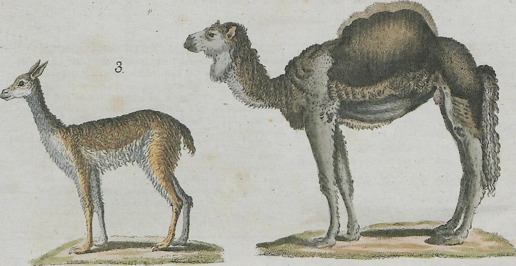An illustration from (Band 1), 1801, leaf 270