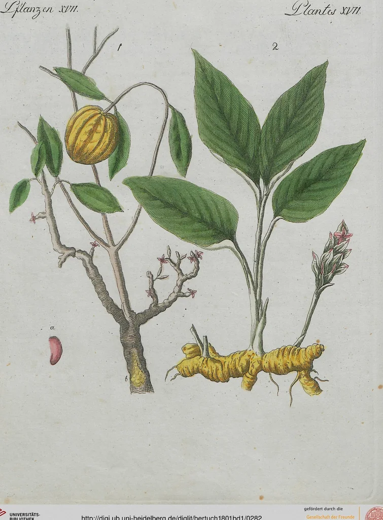 An illustration from (Band 1), 1801, leaf 282