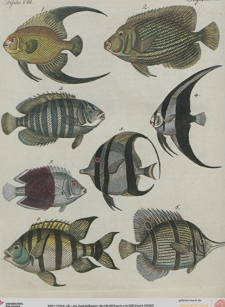 An illustration from (Band 1), 1801, leaf 285