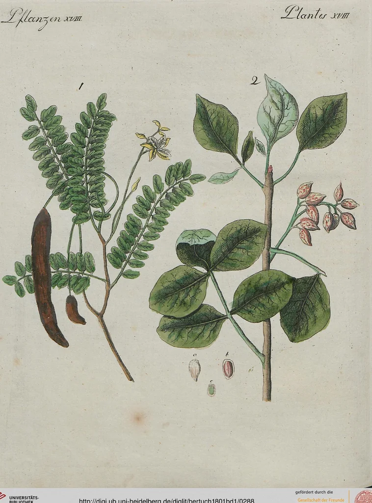 An illustration from (Band 1), 1801, leaf 288