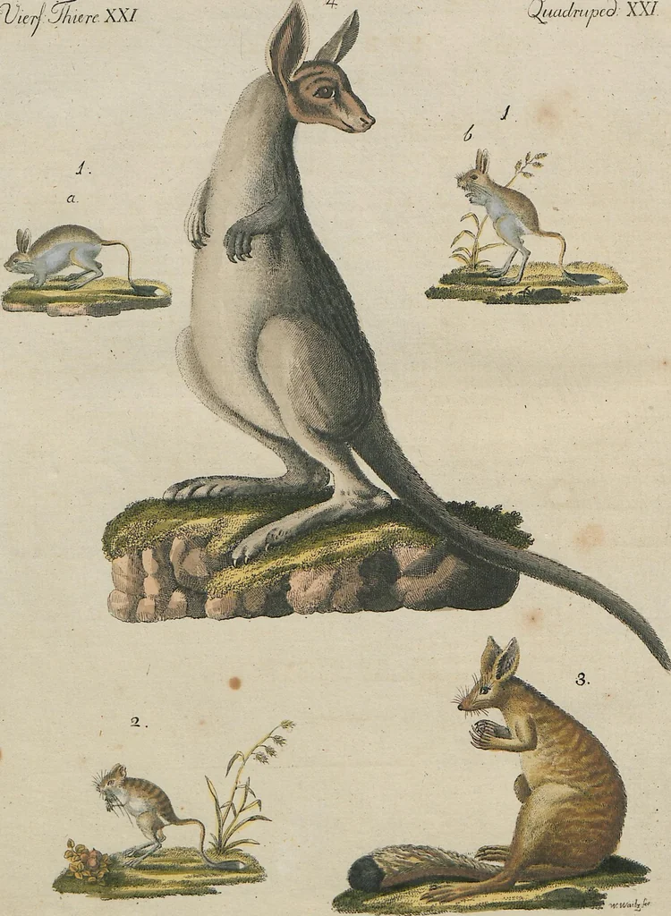 An illustration from (Band 1), 1801, leaf 291