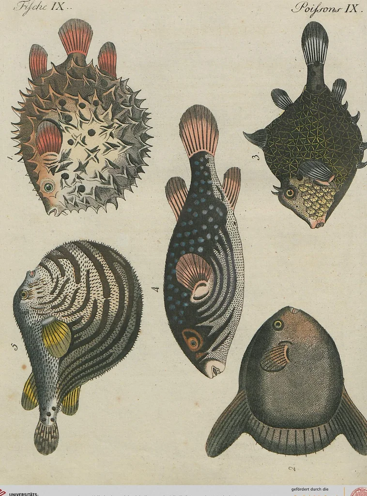 An illustration from (Band 1), 1801, leaf 294