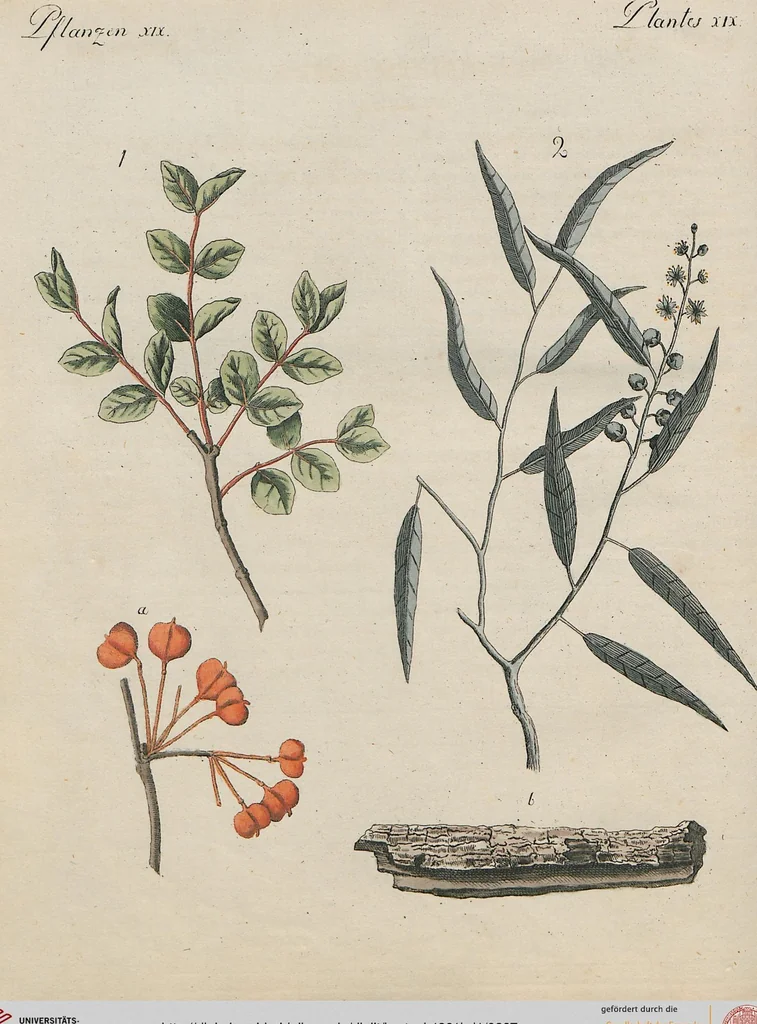 An illustration from (Band 1), 1801, leaf 297