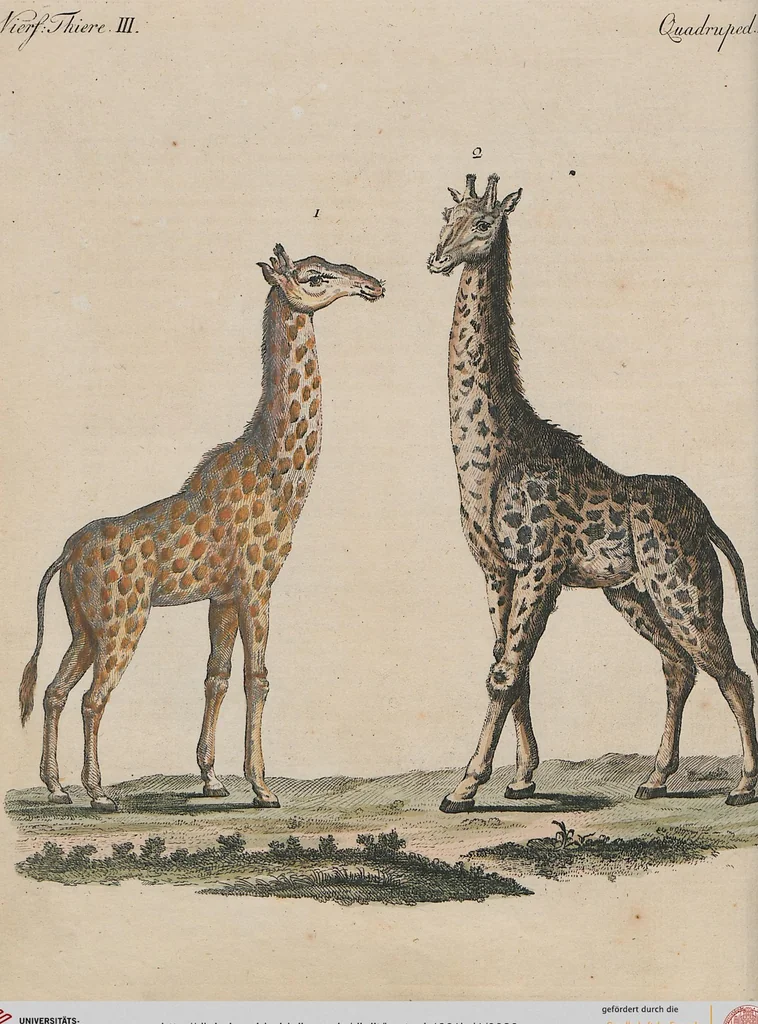 An illustration from (Band 1), 1801, leaf 30