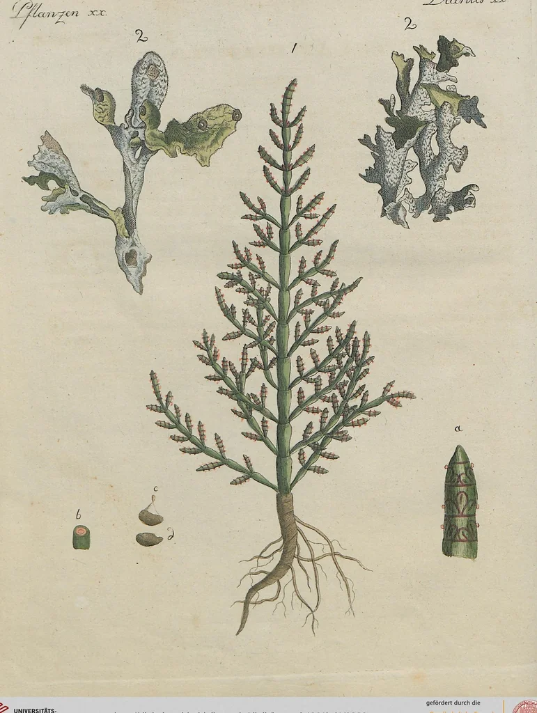 An illustration from (Band 1), 1801, leaf 300