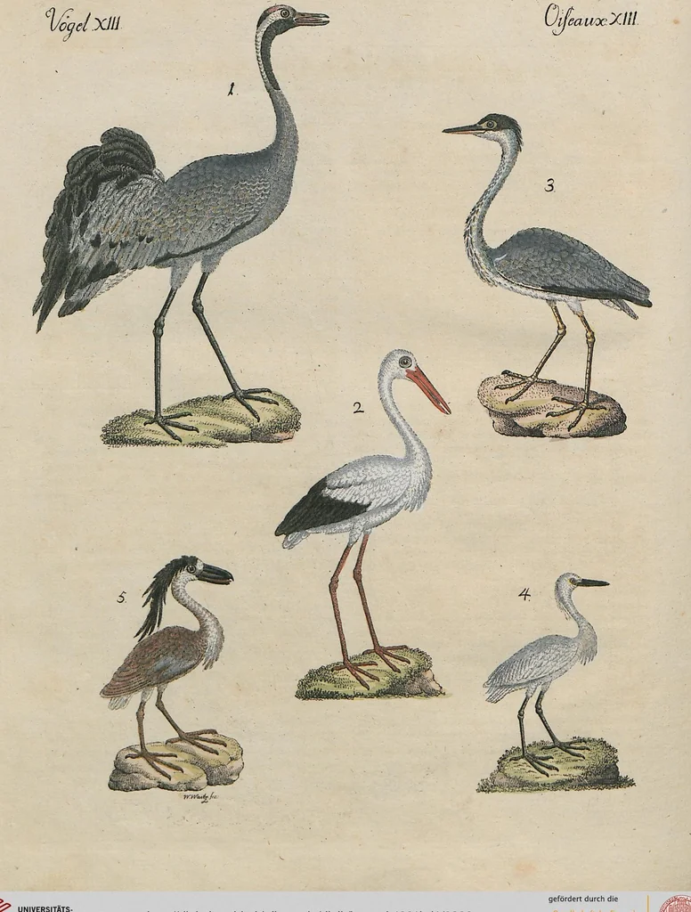 An illustration from (Band 1), 1801, leaf 306