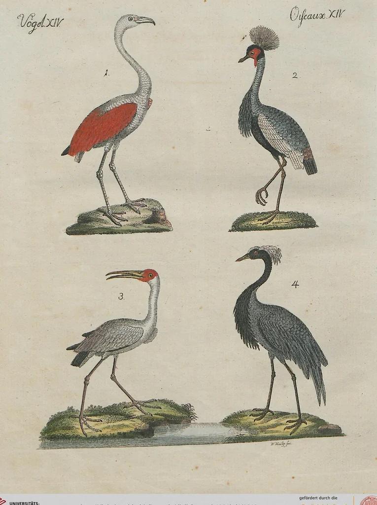 An illustration from (Band 1), 1801, leaf 312