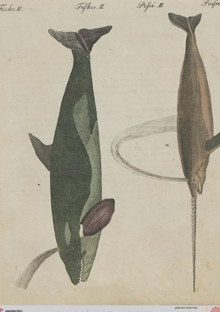 An illustration from (Band 1), 1801, leaf 33