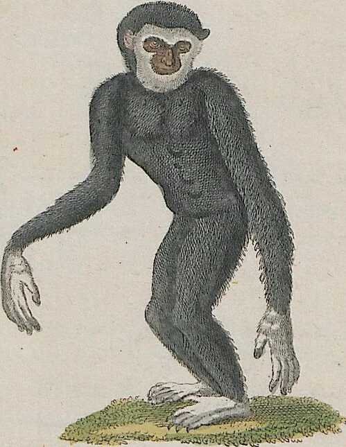 An illustration from (Band 1), 1801, leaf 36