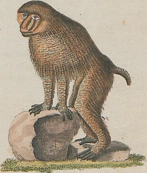 An illustration from (Band 1), 1801, leaf 36