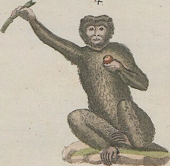 An illustration from (Band 1), 1801, leaf 36