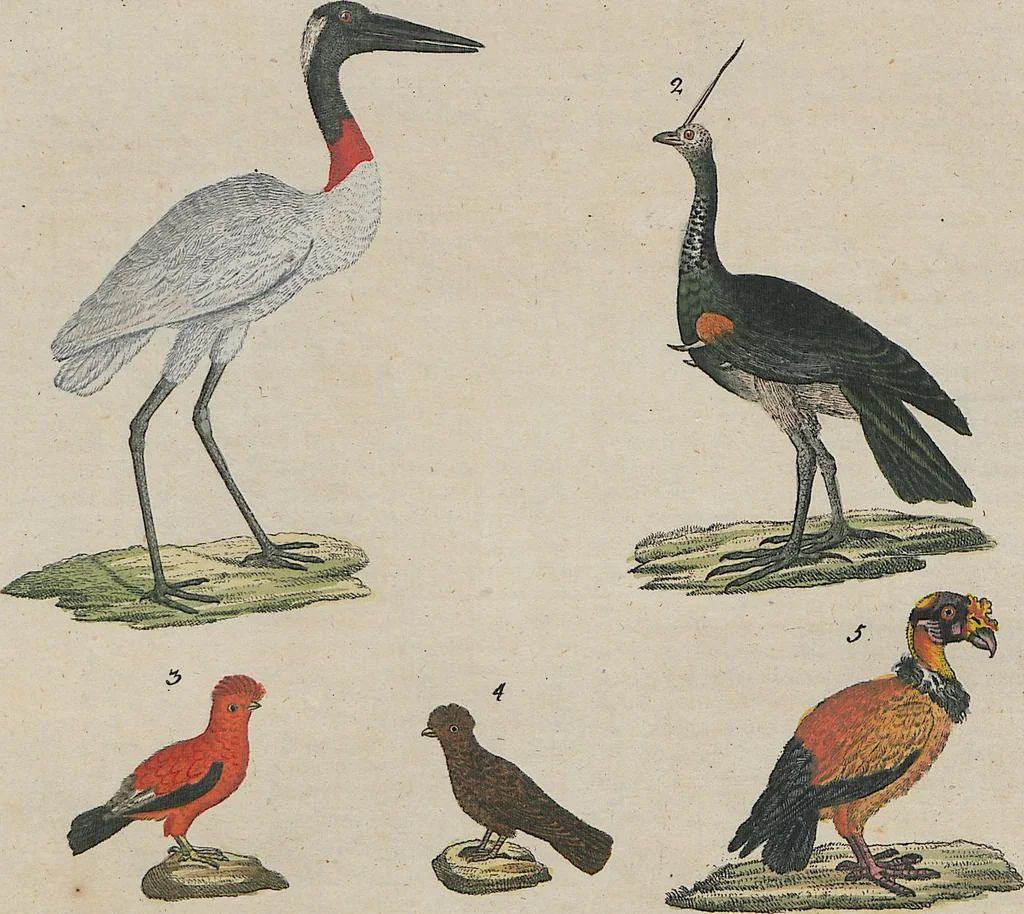 An illustration from (Band 1), 1801, leaf 39