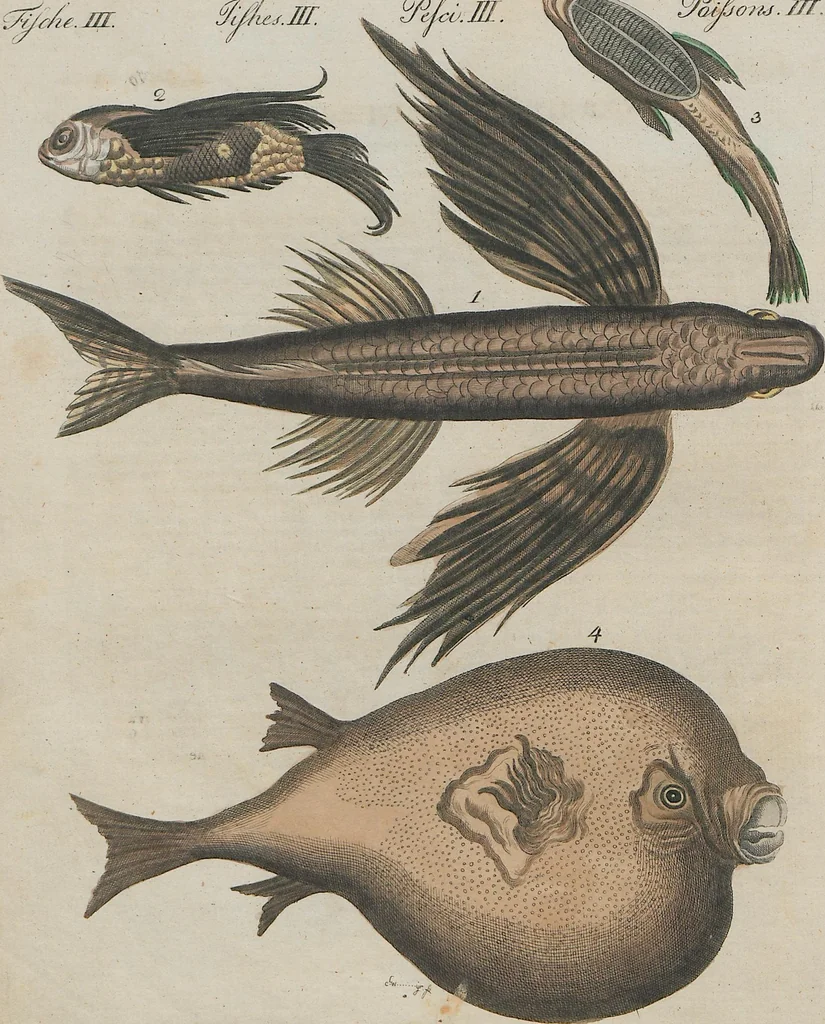 An illustration from (Band 1), 1801, leaf 51