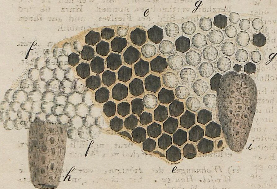 An illustration from (Band 1), 1801, leaf 54
