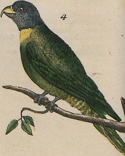 An illustration from (Band 1), 1801, leaf 60