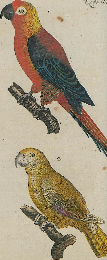 An illustration from (Band 1), 1801, leaf 63