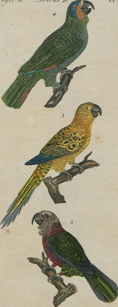 An illustration from (Band 1), 1801, leaf 63