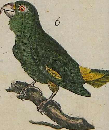 An illustration from (Band 1), 1801, leaf 63