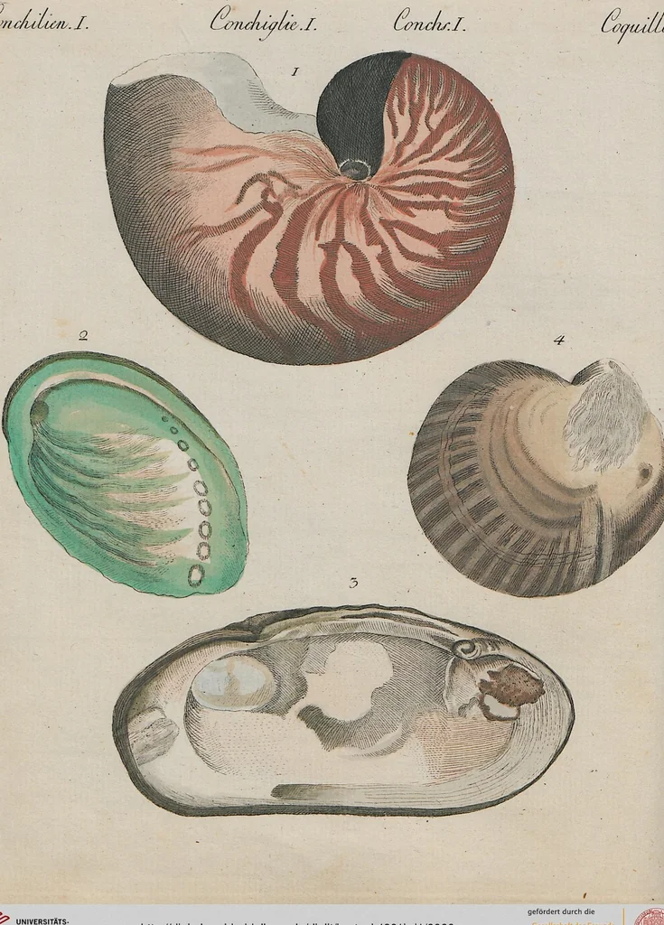 An illustration from (Band 1), 1801, leaf 66