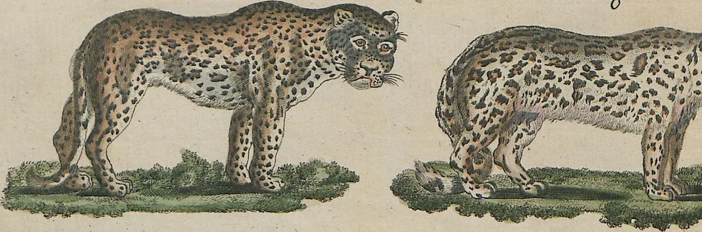 An illustration from (Band 1), 1801, leaf 69