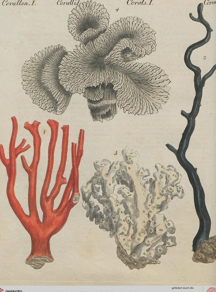 An illustration from (Band 1), 1801, leaf 75