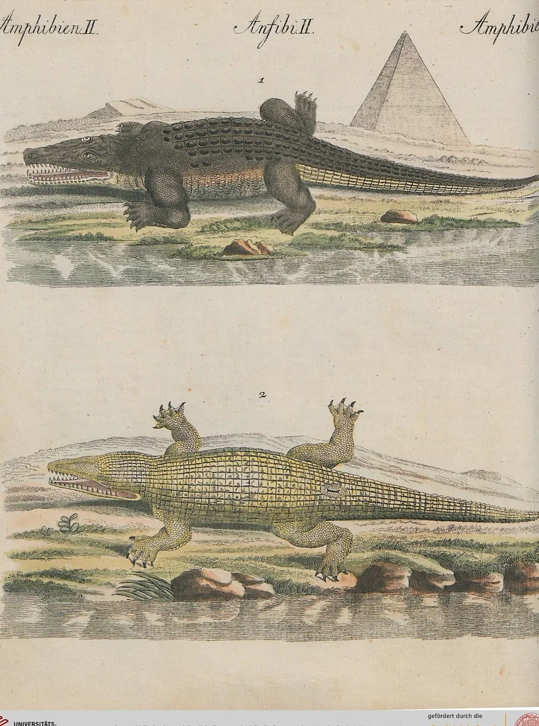 An illustration from (Band 1), 1801, leaf 78