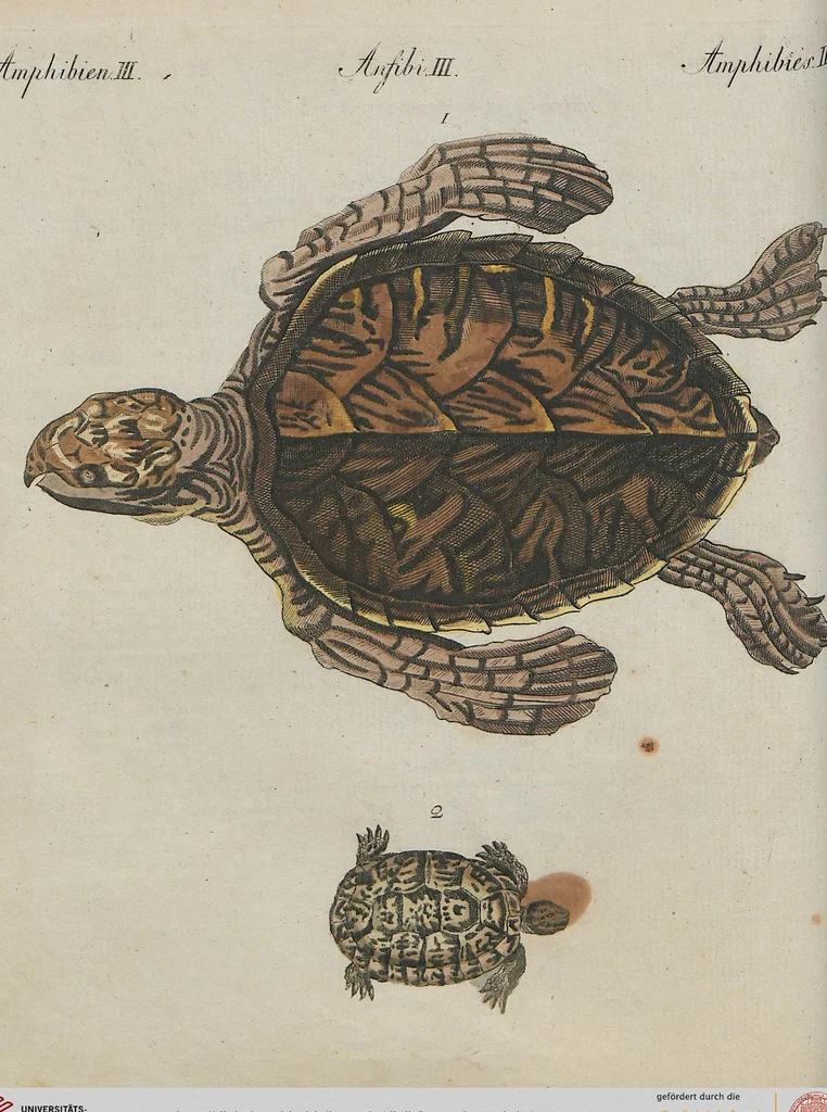 An illustration from (Band 1), 1801, leaf 81