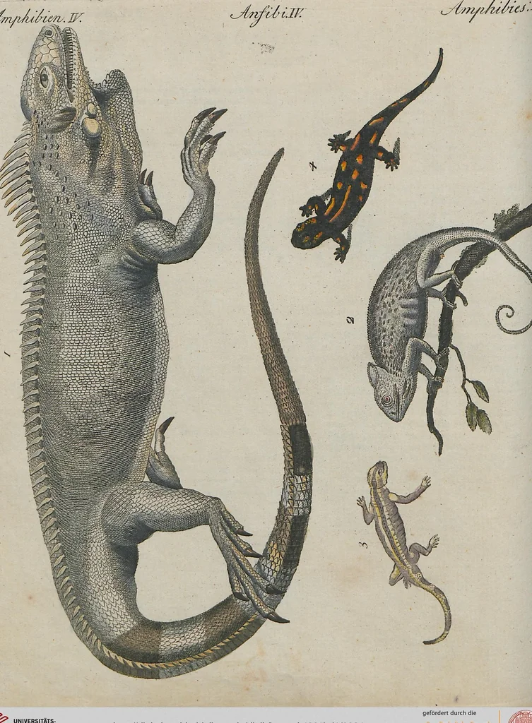 An illustration from (Band 1), 1801, leaf 84